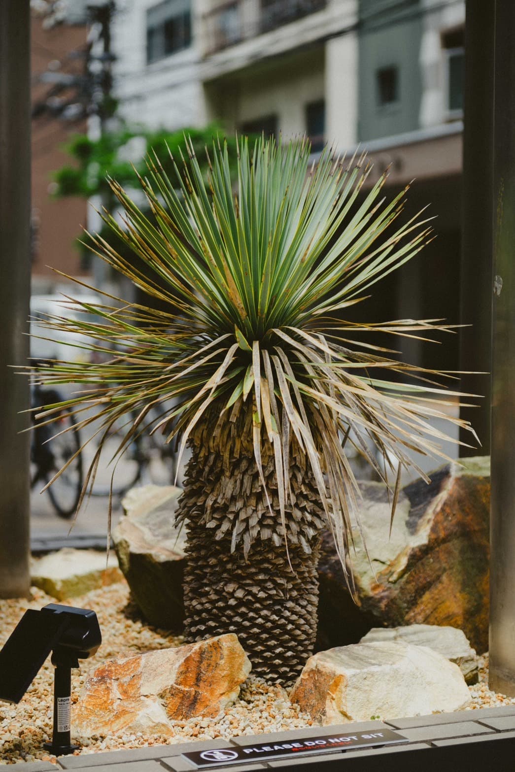 Dry Garden Plants